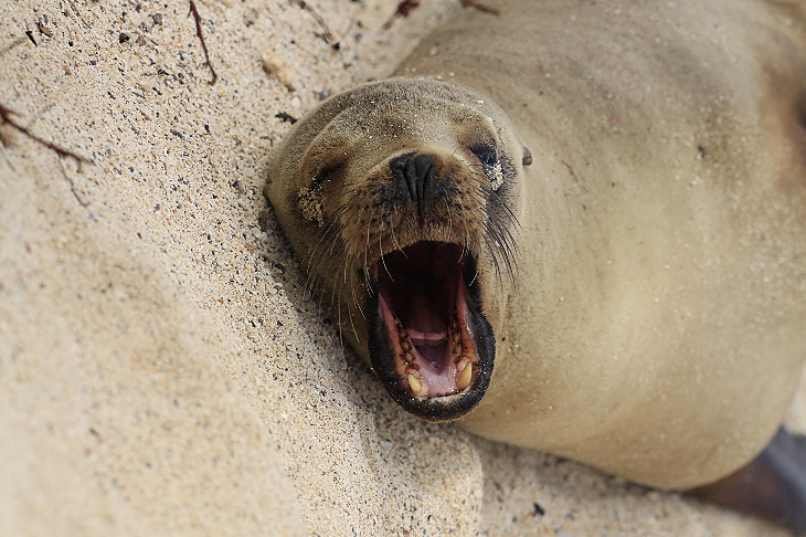 Robbe am Strand von Galapagos